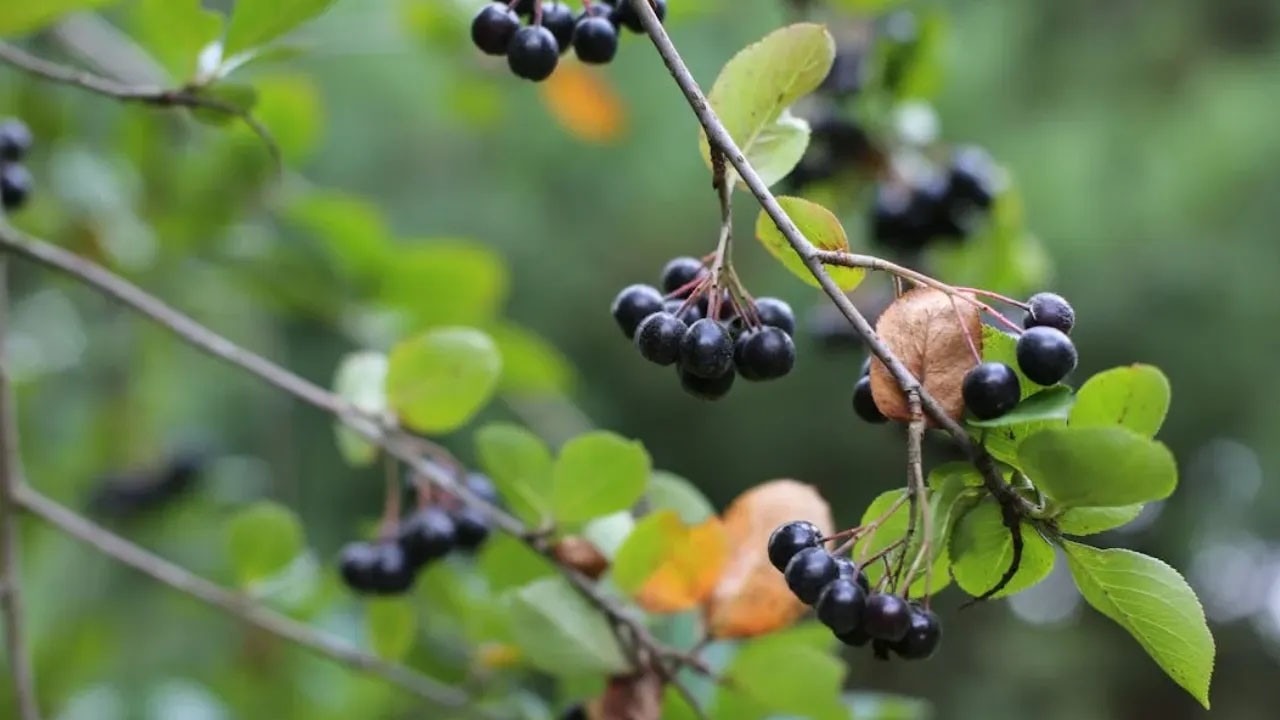 Aronya meyvesi nedir? Neye yarar? Faydalarını duyanlar peşindeler