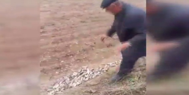 Arpa ektiler balık çıktı - VIDEO