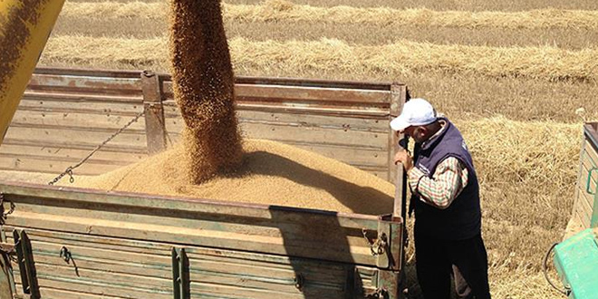 Arpa ithalatında Mayıs sonuna kadar gümrük vergisi sıfırlandı