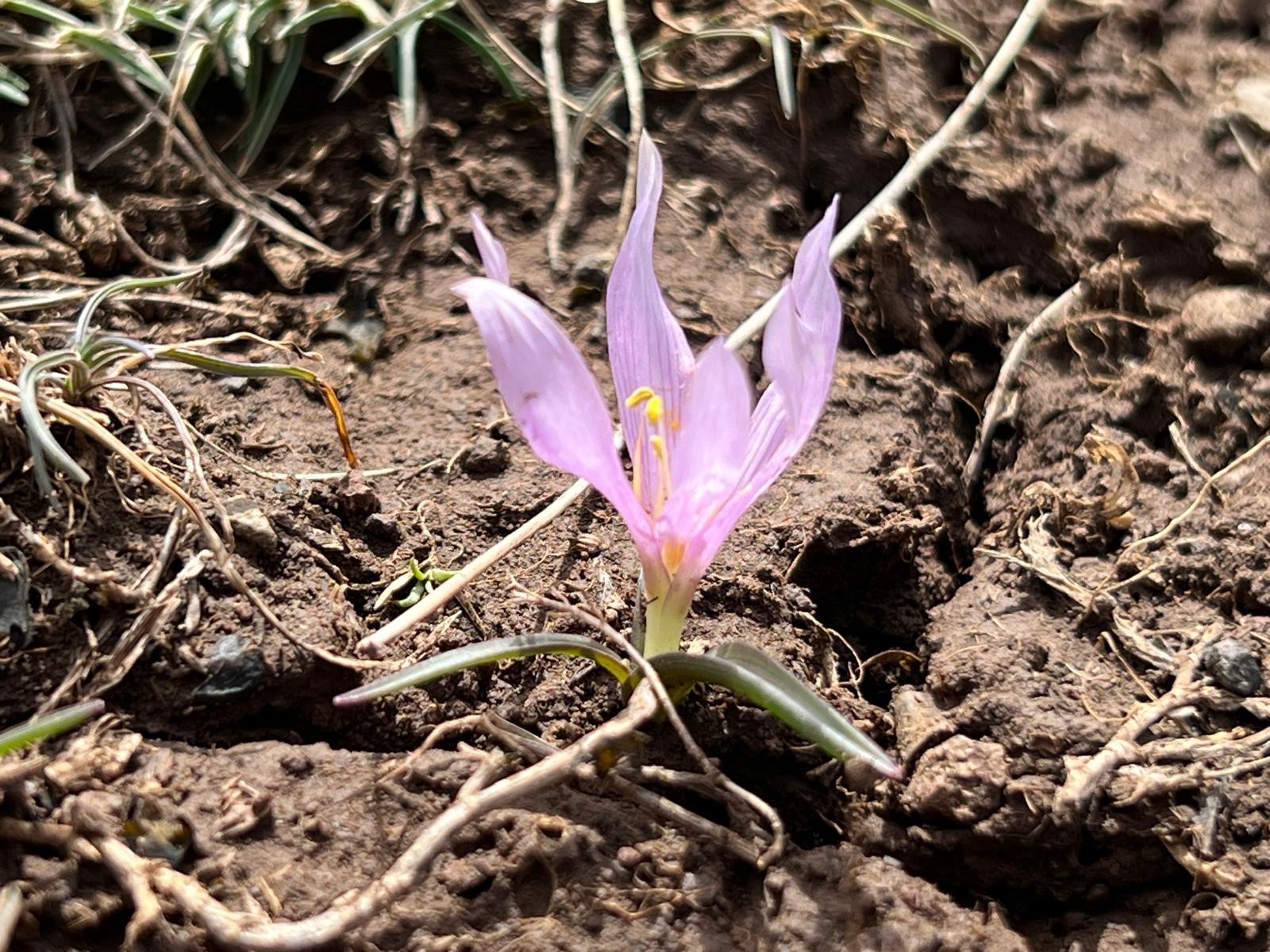 Arpaçay'da baharın zarif müjdecisi