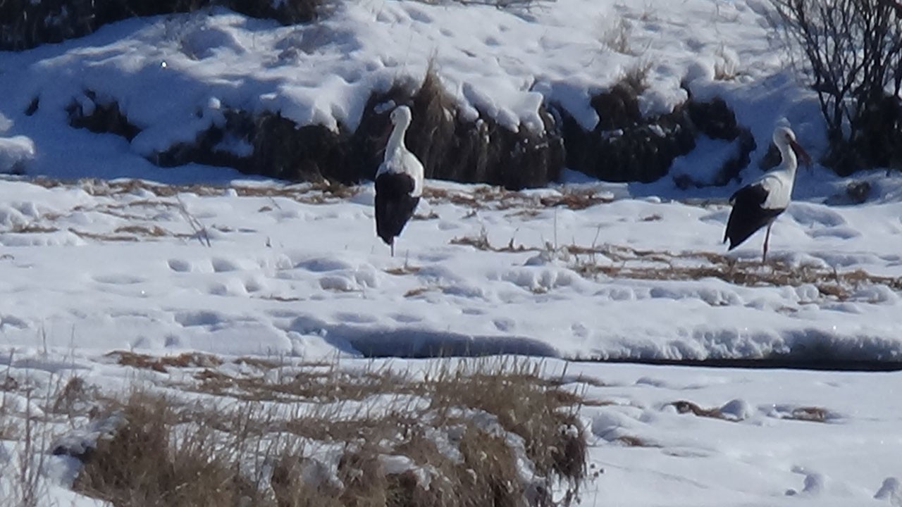 Artık Karslı oldular! Kars’ın soğuğuna meydan okuyan leylekler