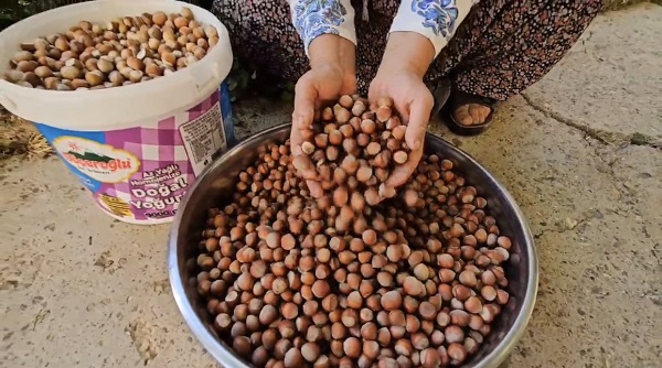 Artık o ilde de fındık yetişiyor