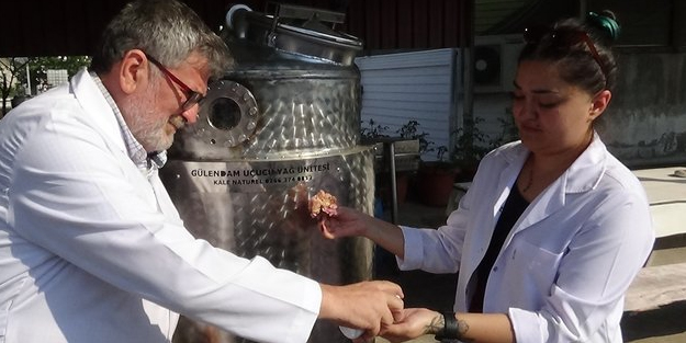 Artık uzay ortamında gül yağı üretilebilecek! Gül yağı nasıl yapılır? Gül yağı faydaları