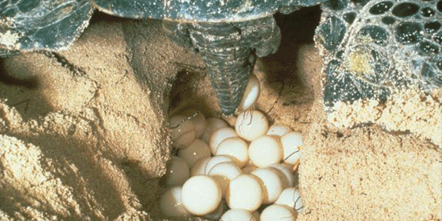 Artık yumurtalardan sadece dişi yavrular çıkıyor!