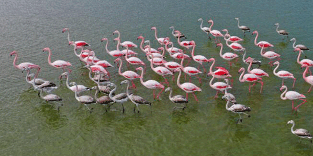 Artık yürüyerek geziyorlar! Felaketi böyle anlattı