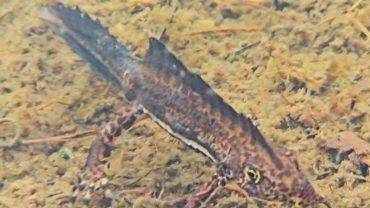 Artvin yaylalarında sürpriz görüntü! Nesli tehlike altındaki Kafkas semenderi ortaya çıktı