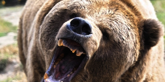 Ayı ile tekme tokat kavga etti!