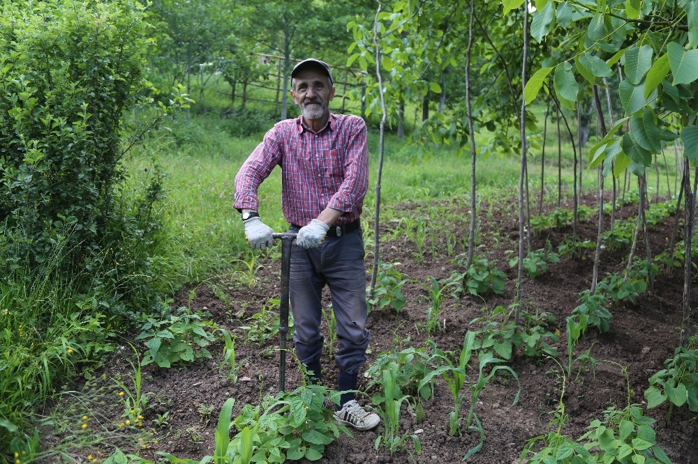 Artvin’de bu kez kene paniği yaşanıyor 
