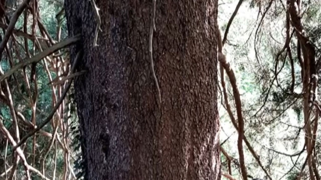 Artvin’de keşfedildi! İşte dünyanın en büyük çaplı doğu ladini