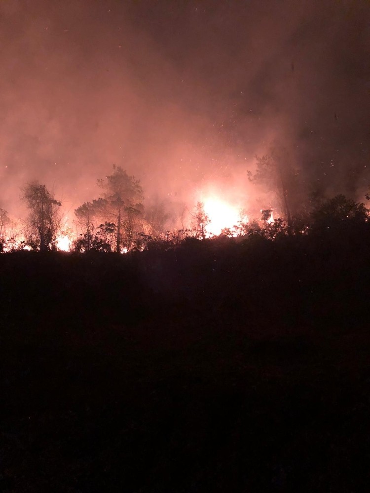 Artvin’de orman yangını 