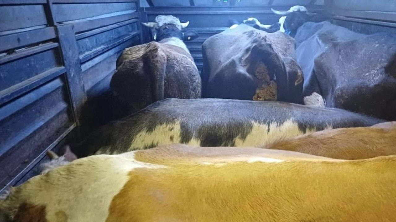 Artvin’de şaşırtan hayvan hırsızlığı