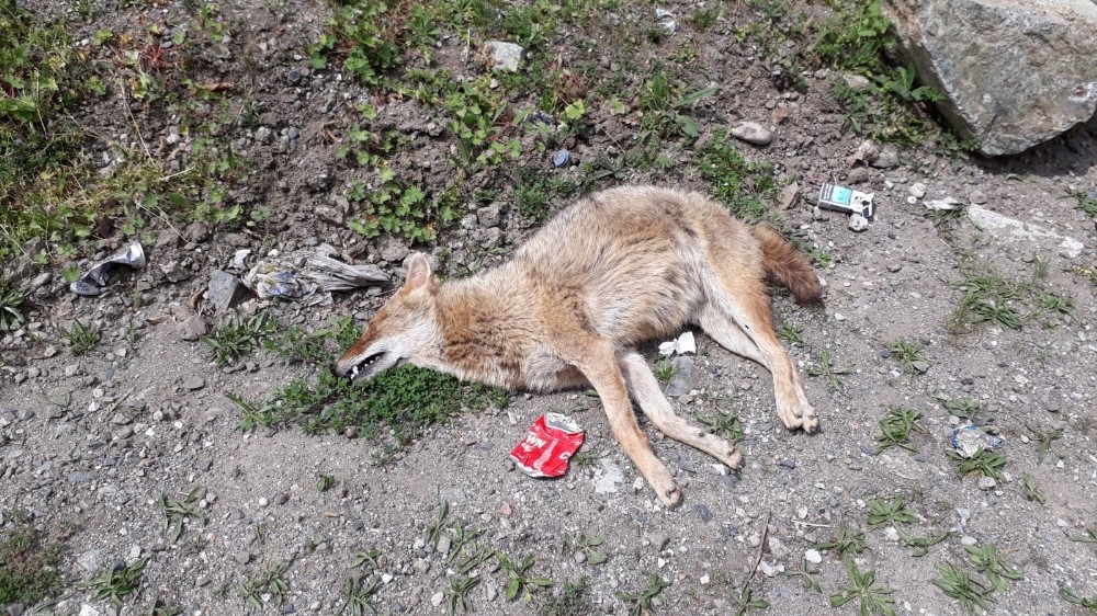 Artvin’de şüpheli tilki ölümleri 
