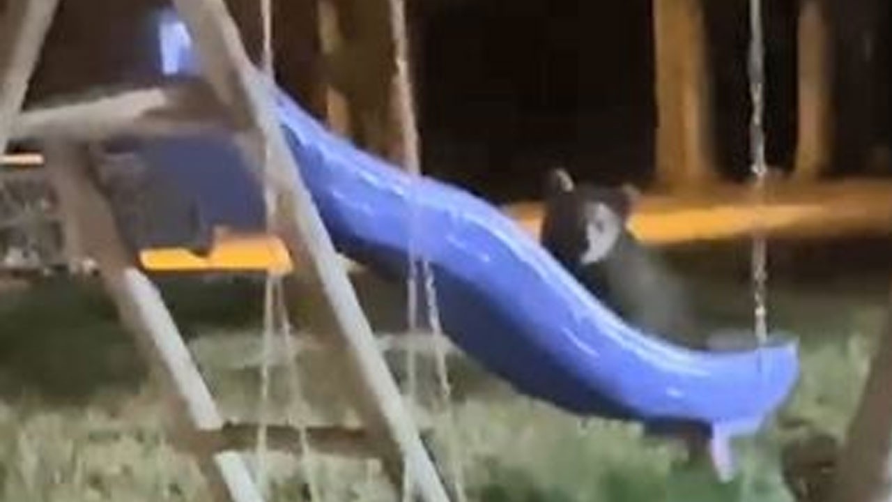 Artvin’de yavru ayıların kaydırak merakı güldürdü