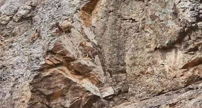 Artvin'de yer çekimine meydan okuyan dağ keçileri görüntülendi