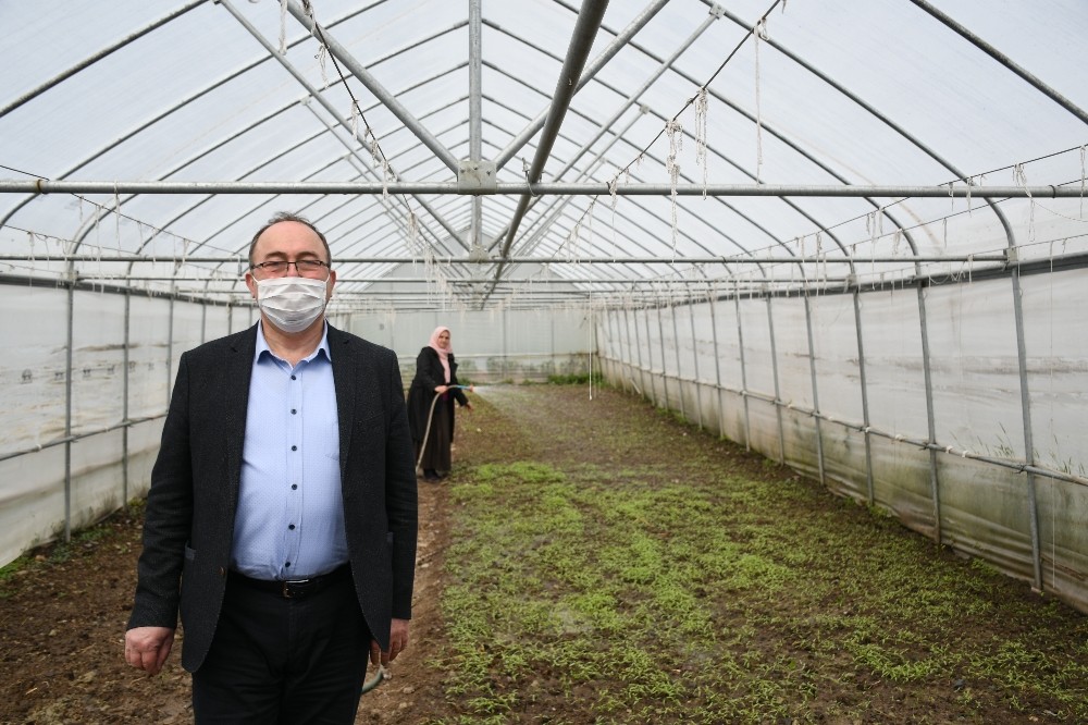 Artvin’de yerel ata tohumları korunuyor 