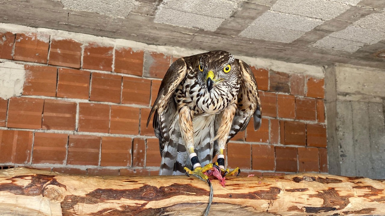 Artvin’de yüzyıllık atmaca geleneği yaşatılıyor