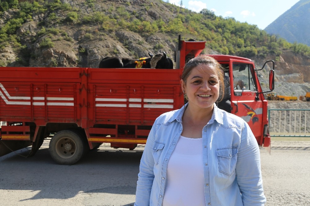 Artvin’in şampiyon boğaları Muğla’daki şampiyona için yola çıktı 