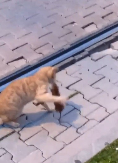 Asabi fareden peşine takılan kediye sol kroşe 