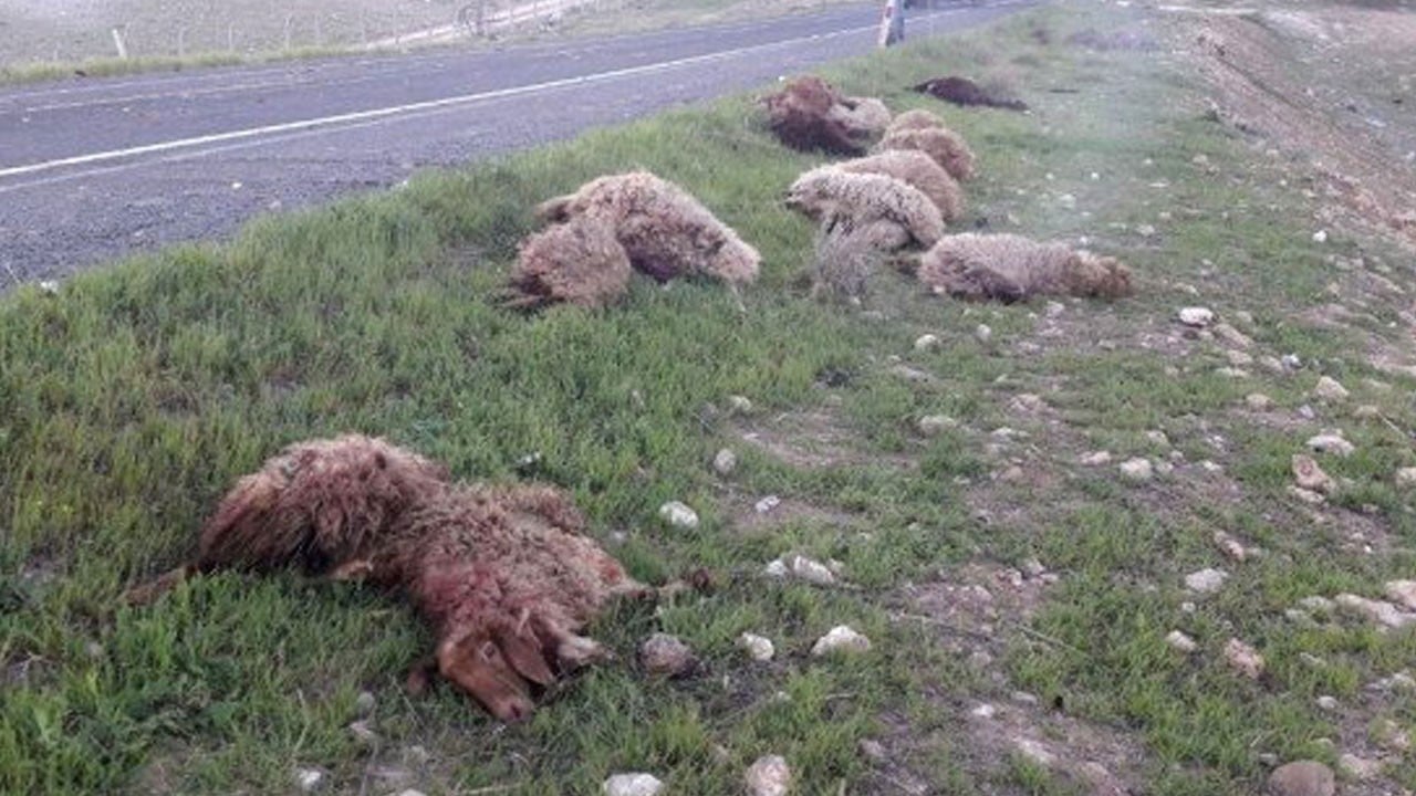 Aşağılık işgalci, toprağını gasp ettiği Filistinlilerin koyunlarını ezdi