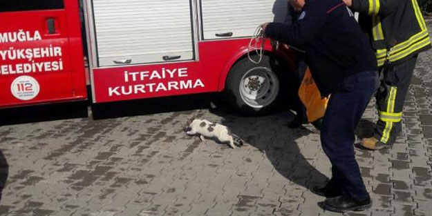 Asansör boşluğuna düşen kediyi itfaiye kurtardı