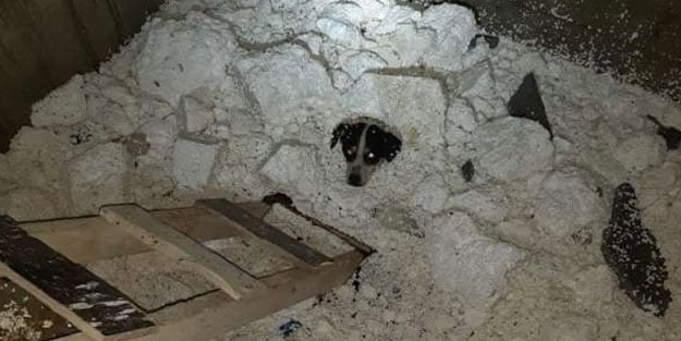 Asansör boşluğunda mahsur kalan köpek kurtarıldı
