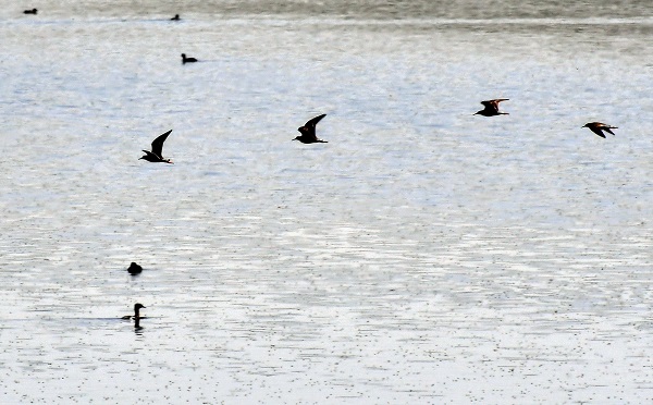 Asboğa Gölü göçmen kuşlarla şenlendi