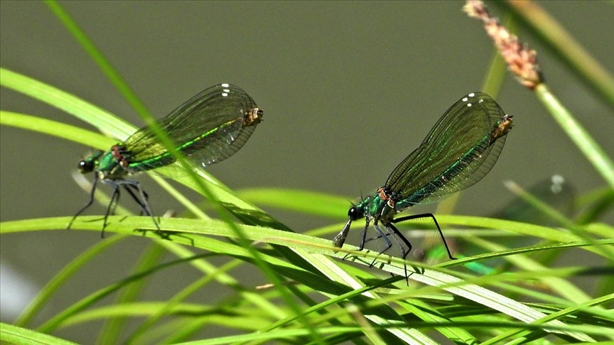 Aselsan böcek boyutunda mikro İHA üzerinde çalışıyor