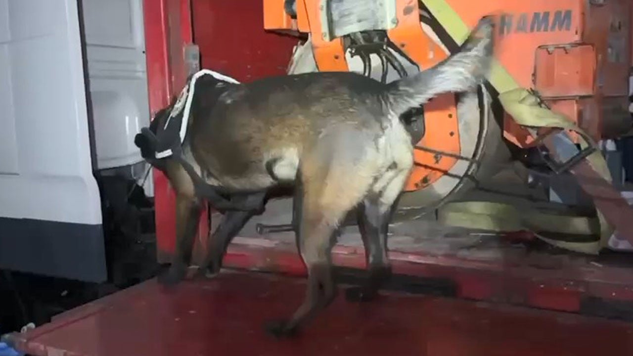 Asfalt silindirinin içinden çıktı! Tam 102 kilo