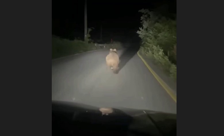 Asfalt yola çıkan ayıyı korkuttu! Hiç acıman yok mu senin
