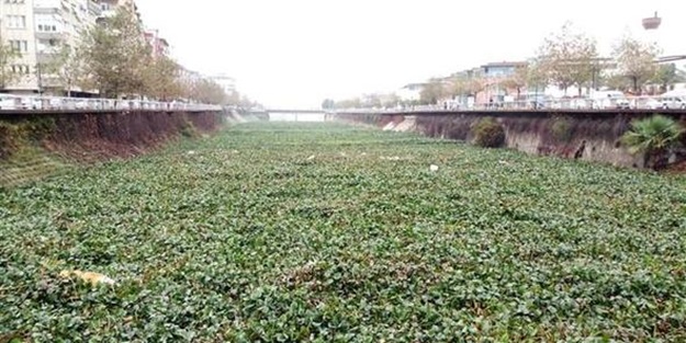 Asi Nehri'ni su canavarları kapladı!