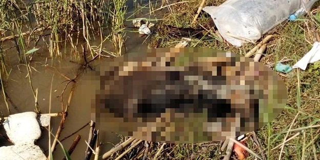 Asi Nehri’nin denize döküldüğü noktada bulundu! Bunun adı vahşet