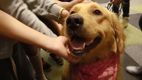 Aşırı hayvan sevgisi ‘kaydırılmış merhamet’ projesidir