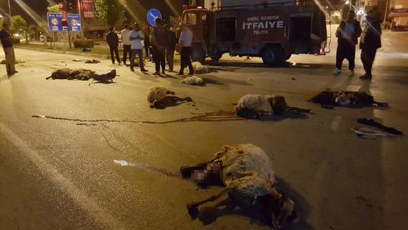 Her şey bir anda oldu! Koyunların arasına daldı...
