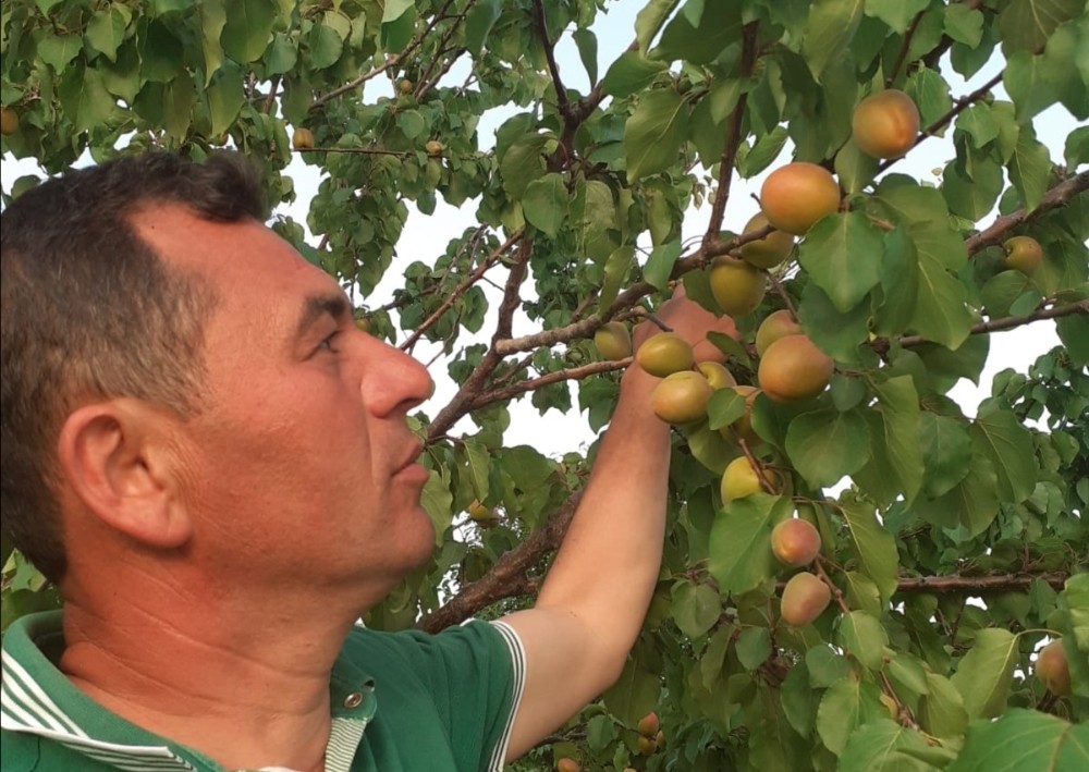 Aşırı sıcaklar kayısıları 10 gün önce olgunlaştırdı 