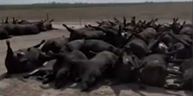 Aşırı sıcaklar nedeniyle en az 2 bin sığır telef oldu!