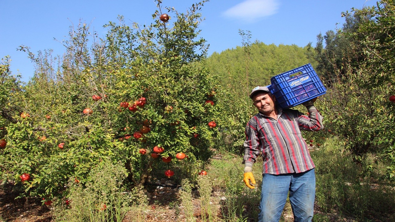 Aşırı sıcaklar o meyveyi de etkiledi!