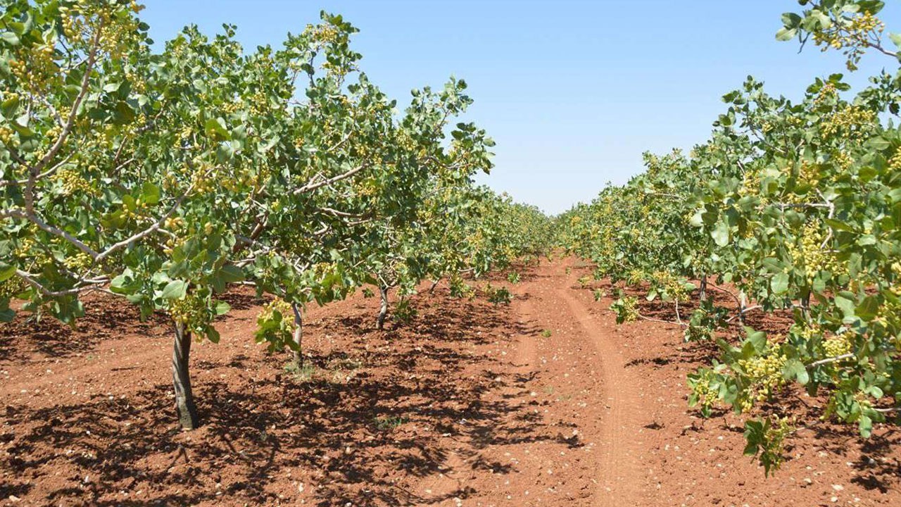 Aşırı sıcaklar Siirt’te fıstık üretimini tehdit ediyor