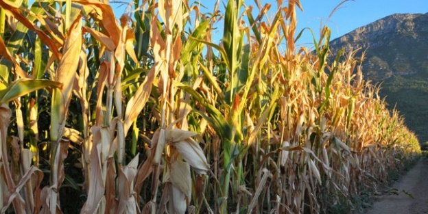 Aşırı yağışlar '14 milyon'a mâl oldu