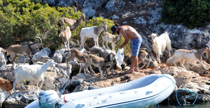 Aşırlı Adası'nın tek sahipleri geyik ve keçiler