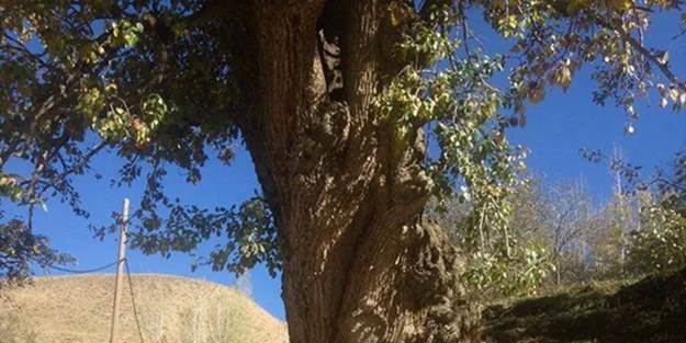  Asırlık ağaç yıkılmaktan kurtarıldı