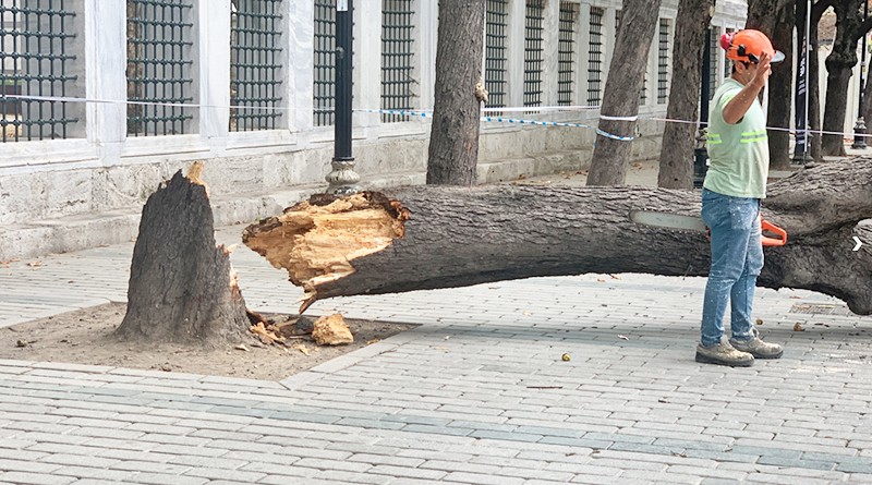 Asırlık ağaçlar bakımsızlıkla karşı karşıya: İBB'nin ihmali turistleri canından ediyordu