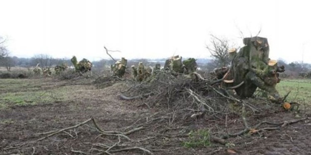 Asırlık ağaçları kesen adama 523 bin TL ceza