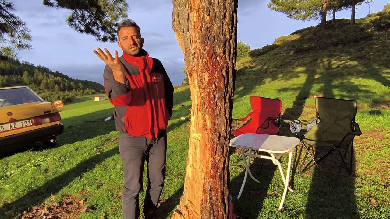 Asırlık çam ağaçları çıra için yontuluyor