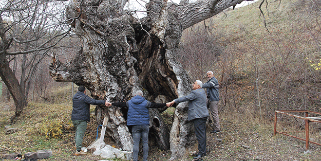 Asırlık ceviz ağaçları zamana meydan okuyor