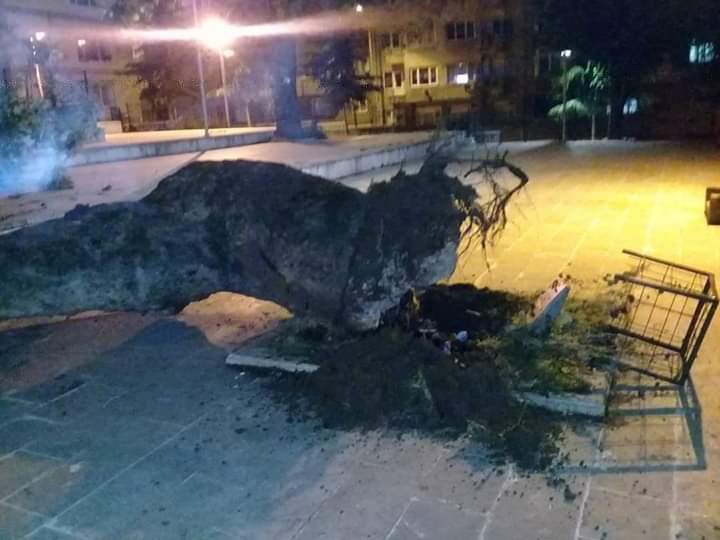 Asırlık çınar devrildi 