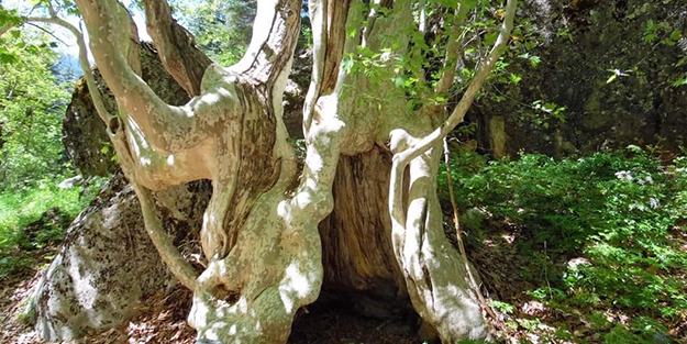 Asırlık çınar görenleri hayrete düşürüyor