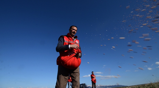 Asırlık kırmızı buğday yeniden topraklarda