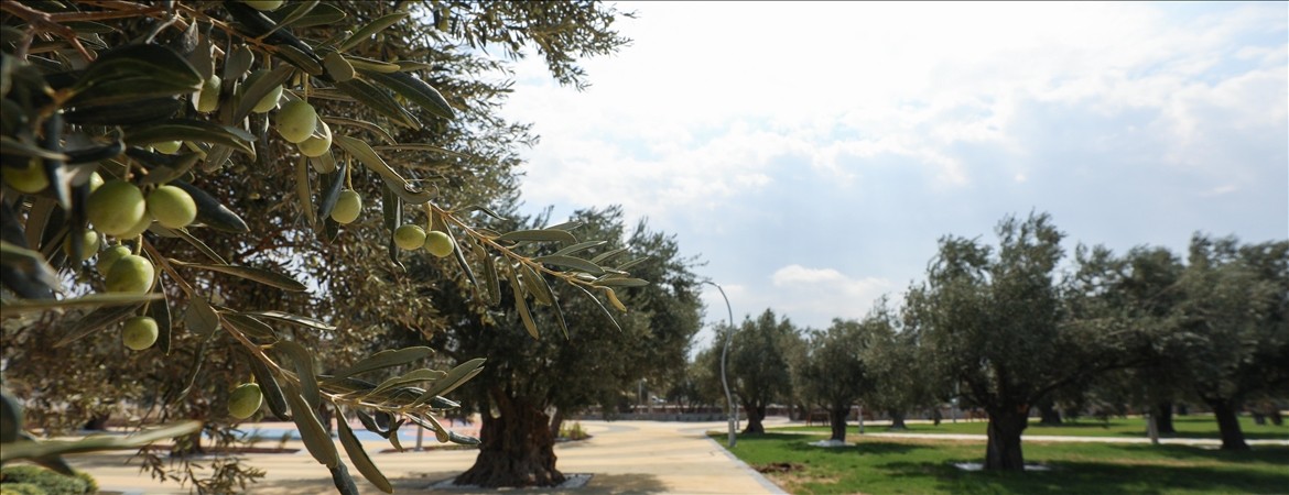 Asırlık zeytin ağaçları 