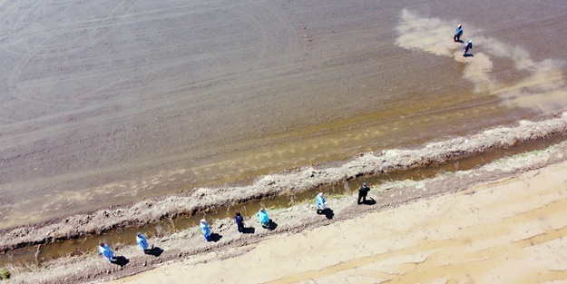 Aşısını çeltik tarlasında oldu