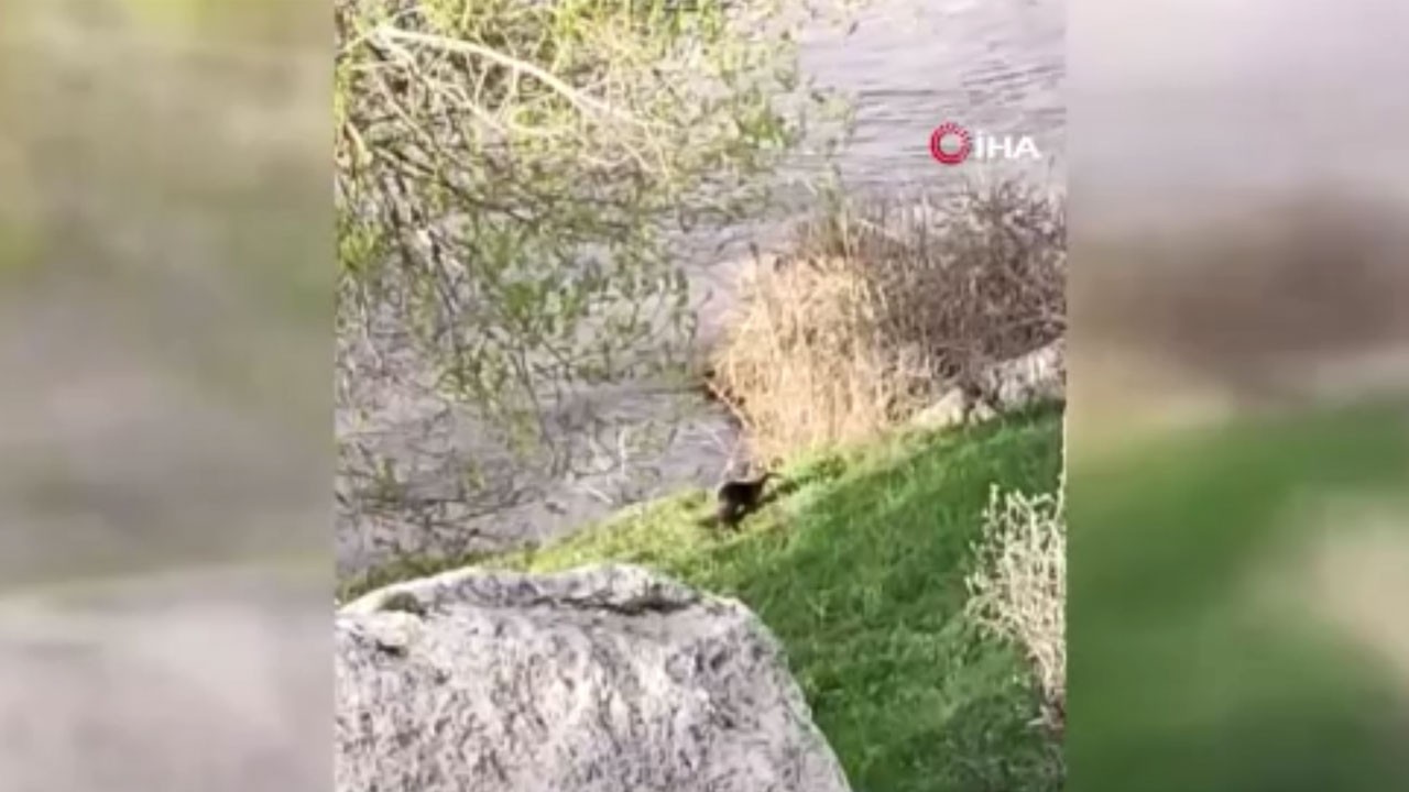 Aşkale’de nesli tükenmek üzere olan hayvan görüldü